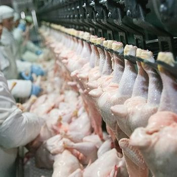 Frozen Whole Chicken Leg Quarters Wholesale Price